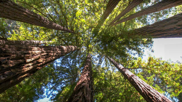 How Our Tree Care Process Works  in  Pismo Beach, CA