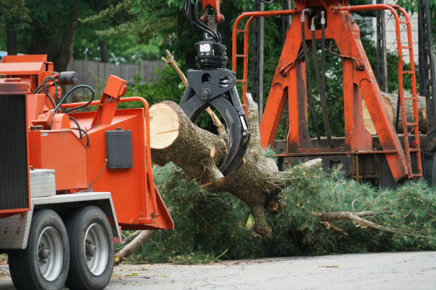 Professional  Tree Services in Pismo Beach, CA